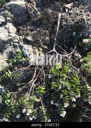 Manzanita am Berg San Bruno (Arctostaphylos imbricata) Stockfoto