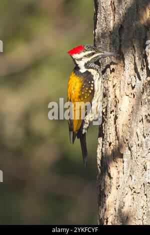 Schwarzer Flameback, auch bekannt als der kleine Goldspecht (Dinopium benghalense) Weibchen auf einem Baumstamm, Uttarakhand, Indien. Stockfoto