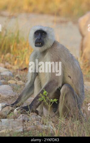 Grauer Langur der nördlichen Ebene, auch bekannt als Heiliger Langur, Bengal Heiliger Langur und Hanuman Langur (Semnopithecus entellus), sitzend auf dem Boden i Stockfoto