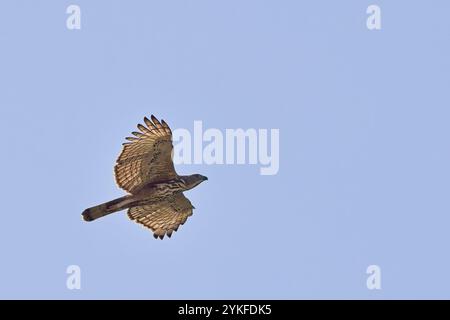 Oriental HONY Bussard (Pernis ptilorhynchus), im Flug, Uttarakhand, Indien. Stockfoto