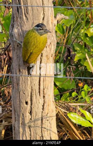 Stachelspecht (Picus xanthopygaeus) Weibchen an einem Zaunpfosten, Jim Corbett National Park, Uttarakhand, Indien. Stockfoto