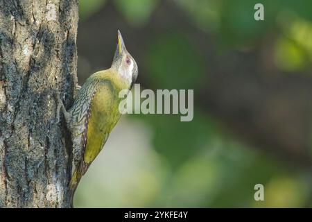 Strähnenspecht (Picus xanthopygaeus), weiblich oder juvenil auf einem Baumstamm, Uttarakhand, Indien. Stockfoto