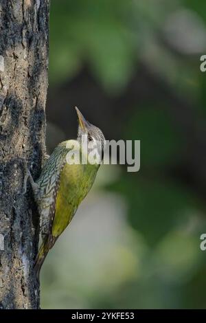 Strähnenspecht (Picus xanthopygaeus), weiblich oder juvenil auf einem Baumstamm, Uttarakhand, Indien. Stockfoto