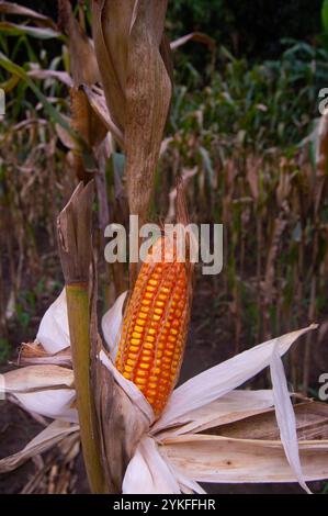 Schuss auf altem Mais, bereit zur Ernte im Garten Stockfoto