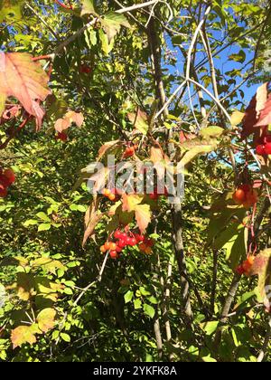Amerikanischer Hochbusch Cranberry (Viburnum opulus americanum) Stockfoto