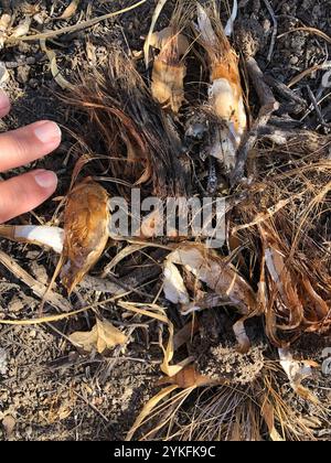 Wellige Seifenpflanze (Chlorogalum pomeridianum) Stockfoto