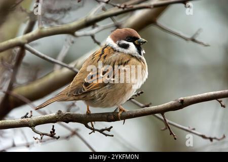 Ein Baumsperling, der auf einem Ast sitzt, Ostpolen Stockfoto