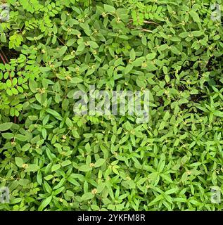 Florida Hängematte Sandmatte (Euphorbia ophthalmica) Stockfoto
