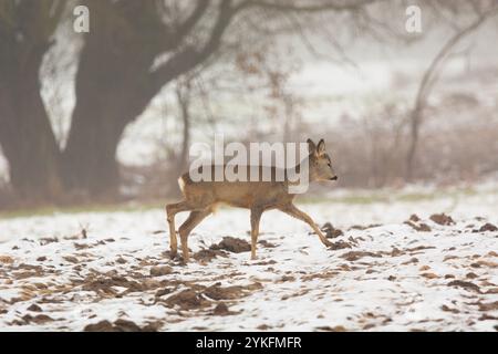 Ein Reh, der an einem nebligen Tag durch ein verschneite Ackerfeld wandert, im Winter februar, im Osten Polens Stockfoto