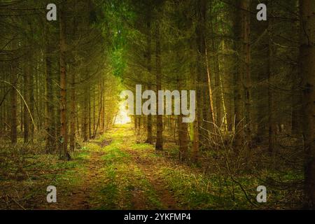 Feldweg in einem Nadelwald, Ostpolen Stockfoto