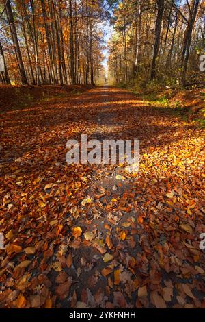 Pfad und gefallene Blätter im sonnigen Herbstwald Stockfoto