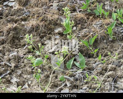 Western White Clematis (Clematis ligusticifolia) Stockfoto