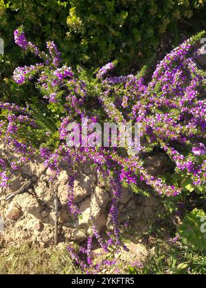 Stachelige Purplegorse (Muraltia heisteria) Stockfoto