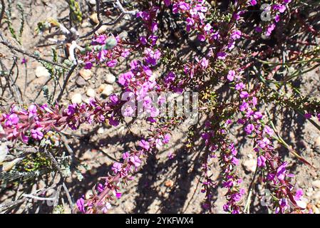 Stachelige Purplegorse (Muraltia heisteria) Stockfoto