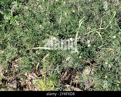 prairie acacia (Acaciella angustissima) Stockfoto