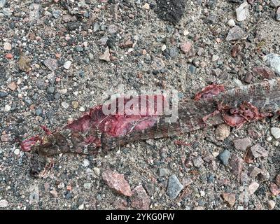 Nördliche Wasserschlange (Nerodia sipedon sipedon) Stockfoto