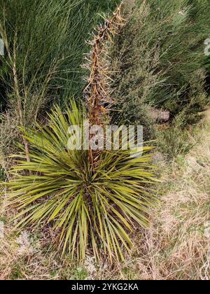 Goldener Spanier (Aciphylla aurea) Stockfoto