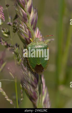 Ein gemeiner Grüner Schild-Bug (Palomena prasina) auf einem Grasblumenkopf. Stockfoto