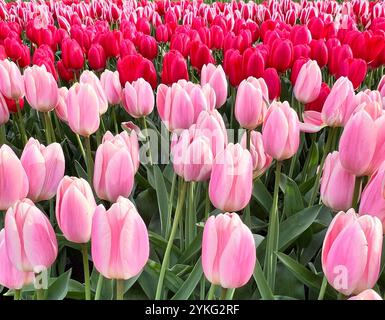 Leuchtend rosa und rote Tulpen in voller Blüte – ein atemberaubendes Blumenmuster im Frühling. Stockfoto
