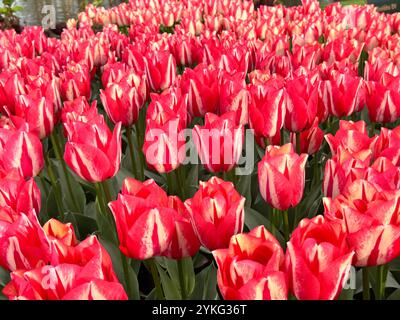 Atemberaubende rote und weiße Tulpen in voller Blüte - das lebendige Meisterwerk der Natur Stockfoto