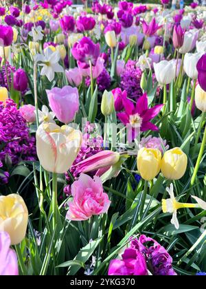 Leuchtende Frühlingsblüten: Eine bunte Mischung aus Tulpen, Narzissen und Hyazinthen in voller Blüte. Stockfoto