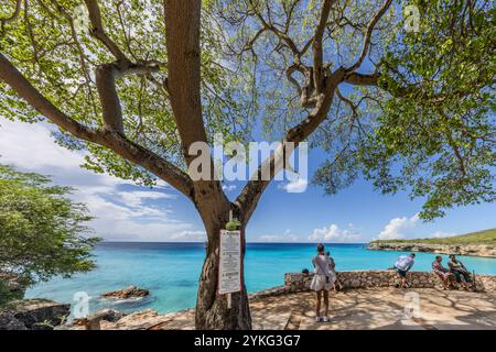 Manchineelbaum (Hippomane mancinella) mit einem Warnschild an der Grote Knip Lagune (Playa Kenepa Grandi) an der Nordwestküste Curacaos. Im Hintergrund befindet sich die türkisfarbene Bucht und Besucher, die auf einer Steinmauer sitzen. Das Schild warnt in mehreren Sprachen davor, den Baum zu berühren und bei Regen unter ihm zu stehen; die Früchte des Manchineelbaums sind für Menschen hochgiftig. Warnschild vor giftigen Manchineelbäumen an einem Strand von Curacao für Touristen. Besucher werden vor den Gefahren gewarnt, die sich durch Berühren oder Stehen unter den Bäumen ergeben, insbesondere bei Regen. Grote Knip lago Stockfoto