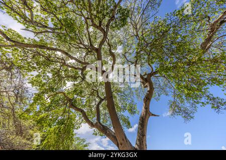 Manchineelbäume (Hippomane mancinella, Niederländisch: Manzanillaboom) an der Küste von Curacao, fotografiert von unten. Die Manchineel gilt als einer der giftigsten Bäume der Welt: Der Kontakt mit dem saft, der Rinde, den Blättern oder den apfelartigen Früchten kann schwere chemische Verätzungen verursachen; Regenwasser, das durch das Laub fließt, kann Hautreizungen verursachen. In der Karibik sind betroffene Bäume oft mit Warnzeichen gekennzeichnet. Blick auf das üppige grüne Laub giftiger Mandinelbäume in Curacao. Die leuchtend grünen Blätter und die starken Äste der Bäume füllen den Rahmen und stehen im Kontrast zum klaren blauen Himmel Stockfoto
