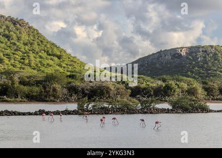 Flamingos in den Salinen von Jan Kok, Kòrsou, Saliña Stockfoto