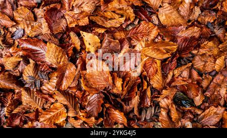 Buchenhecke Blätter in Herbstfarben auf dem Boden Stockfoto