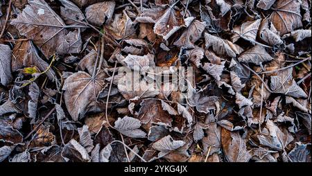 Buchenhecke Blätter in mattierten Herbstfarben auf dem Boden Stockfoto