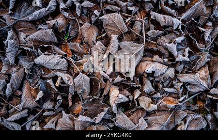Buchenhecke Blätter in mattierten Herbstfarben auf dem Boden Stockfoto