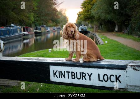 Kick Back Times - The Dundas Arms, Kintbury, Berkshire. Barney Stockfoto