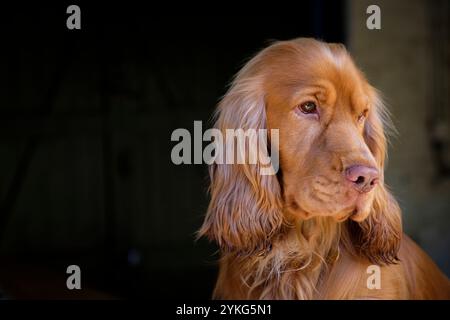 Ein englischer Cocker-Spaniel in roter Show, der vergangen aussieht. Stockfoto