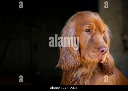 Kick Back Times - The Dundas Arms, Kintbury, Berkshire. Barney Stockfoto