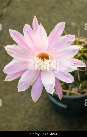 Echinopsis oxygona Hybridkaktus in Blüte, große und schöne hellrosa Blüte Stockfoto