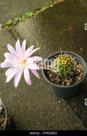 Echinopsis oxygona Hybridkaktus in Blüte, große und schöne hellrosa Blüte Stockfoto