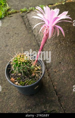 Echinopsis oxygona Hybridkaktus in Blüte, große und schöne hellrosa Blüte Stockfoto