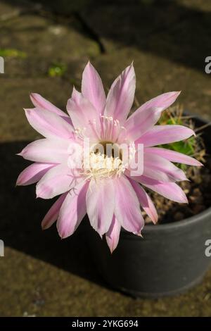 Echinopsis oxygona Hybridkaktus in Blüte, große und schöne hellrosa Blüte Stockfoto