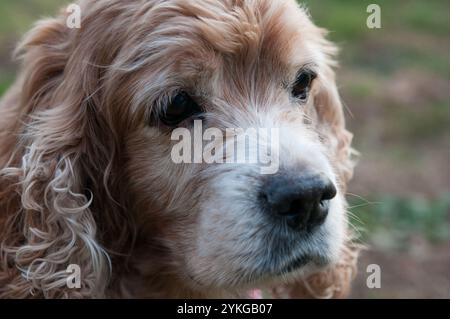Nahaufnahme-Kopfporträt eines älteren Cocker Spaniel Hundes Stockfoto