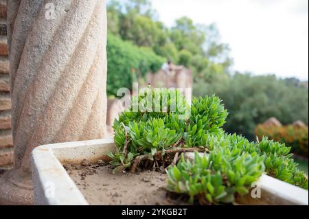 Carpobrotus edulis, oder Eispflanze, blüht in einem Steintopf auf der Burg Colomares Stockfoto