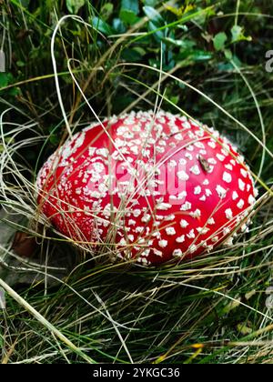 Ein lebhaftes Foto, das einen roten Amanita-Pilz, auch bekannt als Fliegenpilz, in grünem Laub und Gras, einfängt und seine lebendige Farbe und seine Diskrepanz zeigt Stockfoto