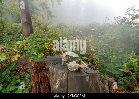 Herbstlicher nebeliger Bergbuchenwald mit nassen Baumstämmen und Dachsschädel auf einem Baumstamm in den Weißen Karpaten, Tschechien Stockfoto