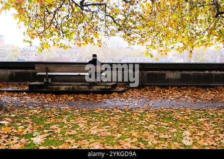 Victoria Tower Gardens South, London, Großbritannien. November 2024. Wetter in Großbritannien: Herbst in Victoria Tower Gardens South, London. Quelle: Matthew Chattle/Alamy Live News Stockfoto