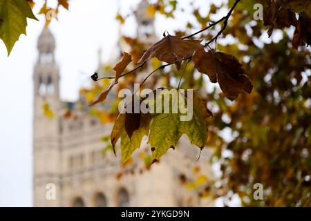 Victoria Tower Gardens South, London, Großbritannien. November 2024. Wetter in Großbritannien: Herbst in Victoria Tower Gardens South, London. Quelle: Matthew Chattle/Alamy Live News Stockfoto