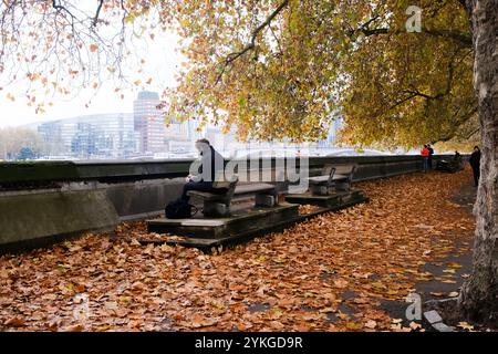 Victoria Tower Gardens South, London, Großbritannien. November 2024. Wetter in Großbritannien: Herbst in Victoria Tower Gardens South, London. Quelle: Matthew Chattle/Alamy Live News Stockfoto