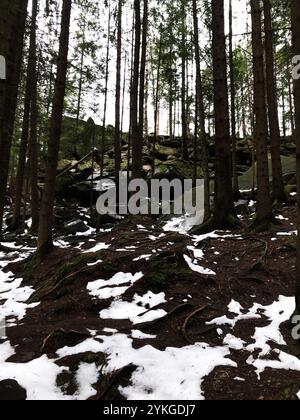 Eine ruhige Winterwaldlandschaft mit schneebedecktem Boden und hohen Kiefern. Die ruhige Umgebung vermittelt natürliche Schönheit, Ruhe und ein u Stockfoto