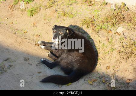 Natur, Tiere. Ein wunderschönes junges Haustier, ein schwarzer weißer Hund auf der Straße liegt auf weißem Sand unter den Sonnenstrahlen des Sommers. Stockfoto