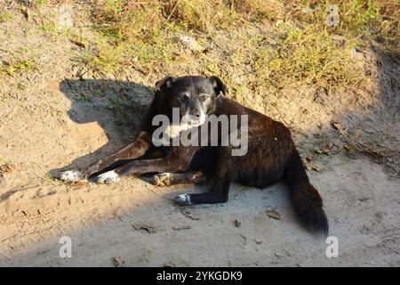 Natur, Tiere. Ein wunderschönes junges Haustier, ein schwarzer weißer Hund auf der Straße liegt auf weißem Sand unter den Sonnenstrahlen des Sommers. Stockfoto