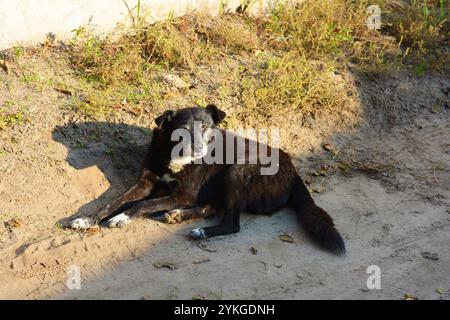 Natur, Tiere. Ein wunderschönes junges Haustier, ein schwarzer weißer Hund auf der Straße liegt auf weißem Sand unter den Sonnenstrahlen des Sommers. Stockfoto
