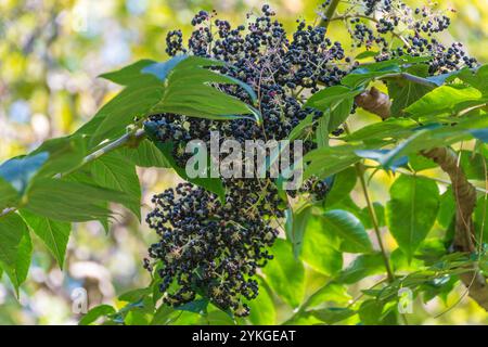 Schwarze Beeren von Aralia elata. Der japanische angelica-Baum, der chinesische angelica-Baum, der koreanische angelica-Baum. Ein kleiner schwarzer Drupe. Stockfoto